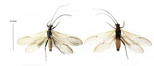 Réf. 216 896 : Amphinemura sp.